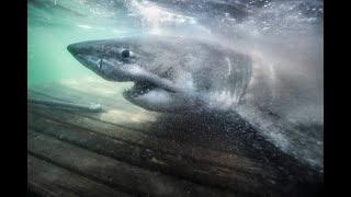 3,541LBS GREAT WHITE SHARK "NUKUMI"