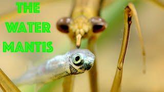 A Bug Hunting Fish. Meet the Water Mantis!