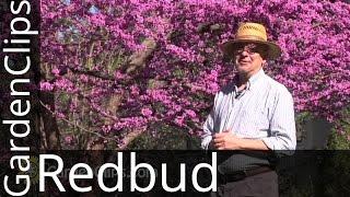 Redbud - Eastern Redbud - Cercis canadensis - How to grow Redbud - #redbud