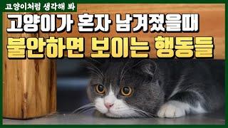 고양이가 혼자 있을때 불안하면 보이는 행동들