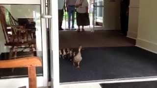 Duckling Exodus at Landis Homes!