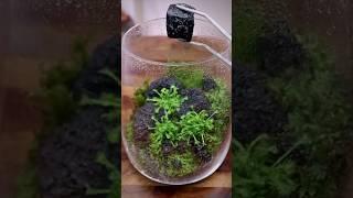 Making a Carnivorous Terrarium