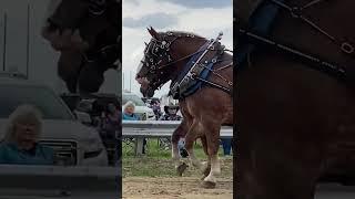 Big horses everywhere #michigan #horse #belgian #drafthorses #pulls