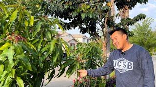 Why You Should Grow Mango Trees in California's Central Valley