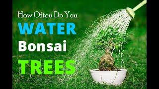 How Often Do You Water Bonsai Trees