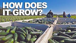 CUCUMBER  | How Does it Grow?