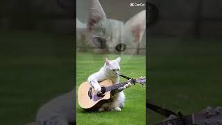 Gato músico kkkk #gatos #gatosengraçados #gato