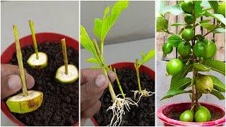 Guava cuttings tutorial for fast growing 100% roots only 4-8 weeks...