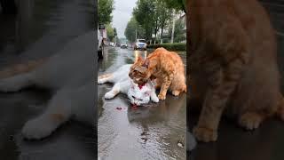 A stray cat was seriously injured in a car accident and was lying on the road. Its companion was a