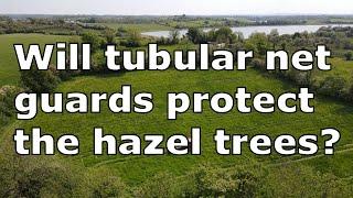 Protecting trees from animals | Orchard work with the Kubota M4062 | DAERA EFS Tubular Net Guard