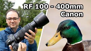 Testing the Canon RF 100-400mm F/5.6-F/8 IS USM Lens for Wildlife Photography – In the Field