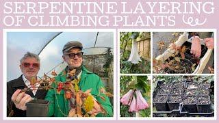 How to do serpentine layering of climbing plants!