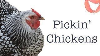 Choosing Chicken Breeds