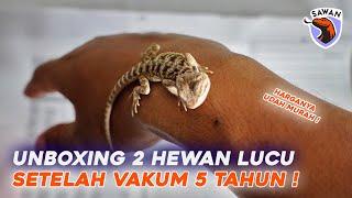 UNBOXING BEARDED DRAGON SETELAH VAKUM 5 TAHUN ! #SAWAN