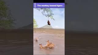 Tiger Animal deepsea benthos magical Monkey Water Video|| #shorts #youtubeshorts