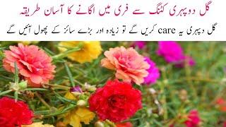 How to grow portulaca from cutting | Portulaca care and tips | Guldoperi se ziyada phool hasil kren.