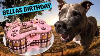 Meet The Doggy Days Team | Birthday Surprise