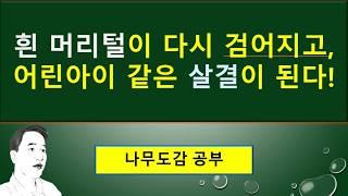 측백나무의 놀라운 효능 : 왕족 무덤 주변에 이 나무를 심은 이유? : 구증구포(九蒸九曝), 흰 머리털이 다시 검어지고, 어린아이 같은 살결이 된다! : 무병장수하는 자양강장제,