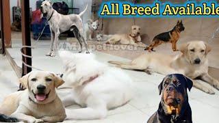 Tollinton Market Lahore | bully gultair dog | Labrador | Russian Dog | Dog market in Pakistan
