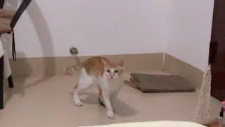 猫到点了不睡觉