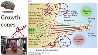 Construction of Neural Circuits part 1