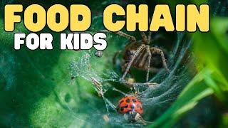 Food Chain for Kids | Learn all about producers, consumers, and decomposers