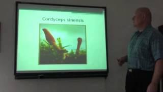 Makarenko O M  Studying of the antineoplastic action of higher fungi extracts of Cordyceps sinensis