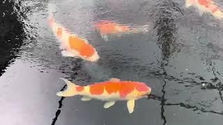 Trip to Absolute Koi