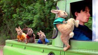 Peter Rabbit's best funny scenes  4K