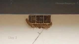 House Martins Building a Nest Timelapse - Summer 2014 (not Swallows)
