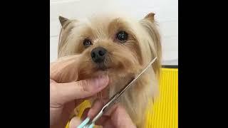 How to Give Your Yorkshire Terrier a Stylish Face Trim at Home!