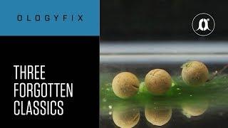 CARPologyTV - Three forgotten classic methods of carp fishing