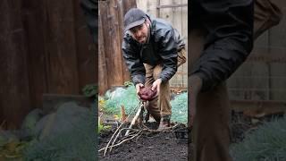  Grow Bag vs Raised Bed Potato experiment! #howtogrowpotatoes #growingpotatoes #gardenexperiments