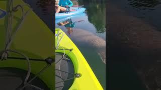 Young Manatee in Crystal River, FL coming over to say Hello! Crystal River, FL