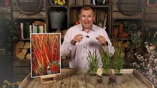 Imperata Red Baron with Peter McDermott