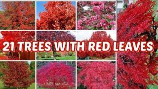 21 TYPES OF TREES WITH RED LEAVES