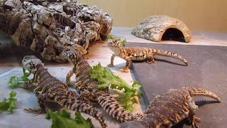 Elevages Lisard (2019) Uromastyx geyri babies eating greens - Close up