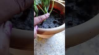 how to grow aglonima plant #aparna gardener #gardening # agonima