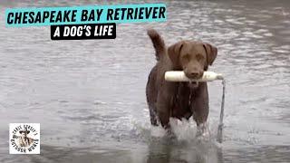 A Dog's Life - Chesapeake Bay Retriever