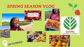 florida spring season vlog! sanwa farmers market | strawberry picking