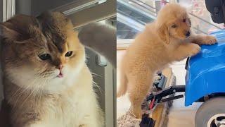 TRY NOT TO LAUGHFunny Cat & Dog Compilation V13 | FUNNYPAWS