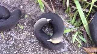 Belocaulus angustipes (Heynemann, 1885) Black-velvet Leatherleaf Slug Mating