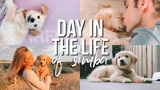 DAY IN THE LIFE of my 10-week-old Golden Retriever!