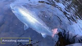 Nairnfly | Salmon Fishing | Scotland