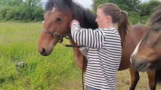 Connemara X ISH super yearling filly