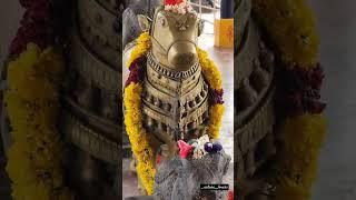 Bikkavolu Subramanya Swamy Temple #bikkavolu #shiva #eastgodavari #godavari #temple #trendingshorts