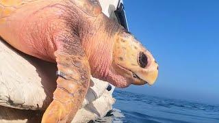 Rare loggerhead turtle rescued off Victoria returned to waters of San Diego