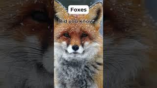 Foxes 099