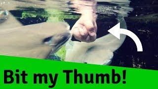 Feeding Stingrays my THUMB. Pogo Pass DFW