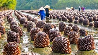 How Chinese Farmers Raise Billions Of Sea Cucumbers - Sea Cucumber Farming Techniques